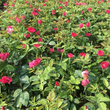 丰花月季带营养杯发货现挖现卖保证质量高度40