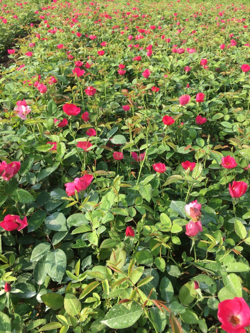 丰花月季带营养杯发货现挖现卖保证质量高度40