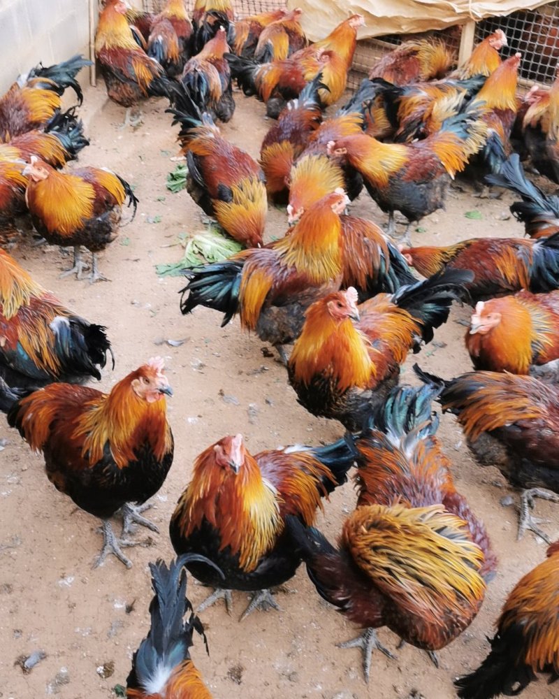 土鸡，诚信为本