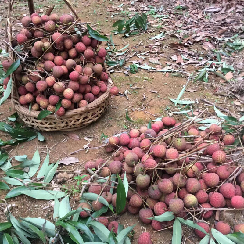 广东潮州归湖荔枝