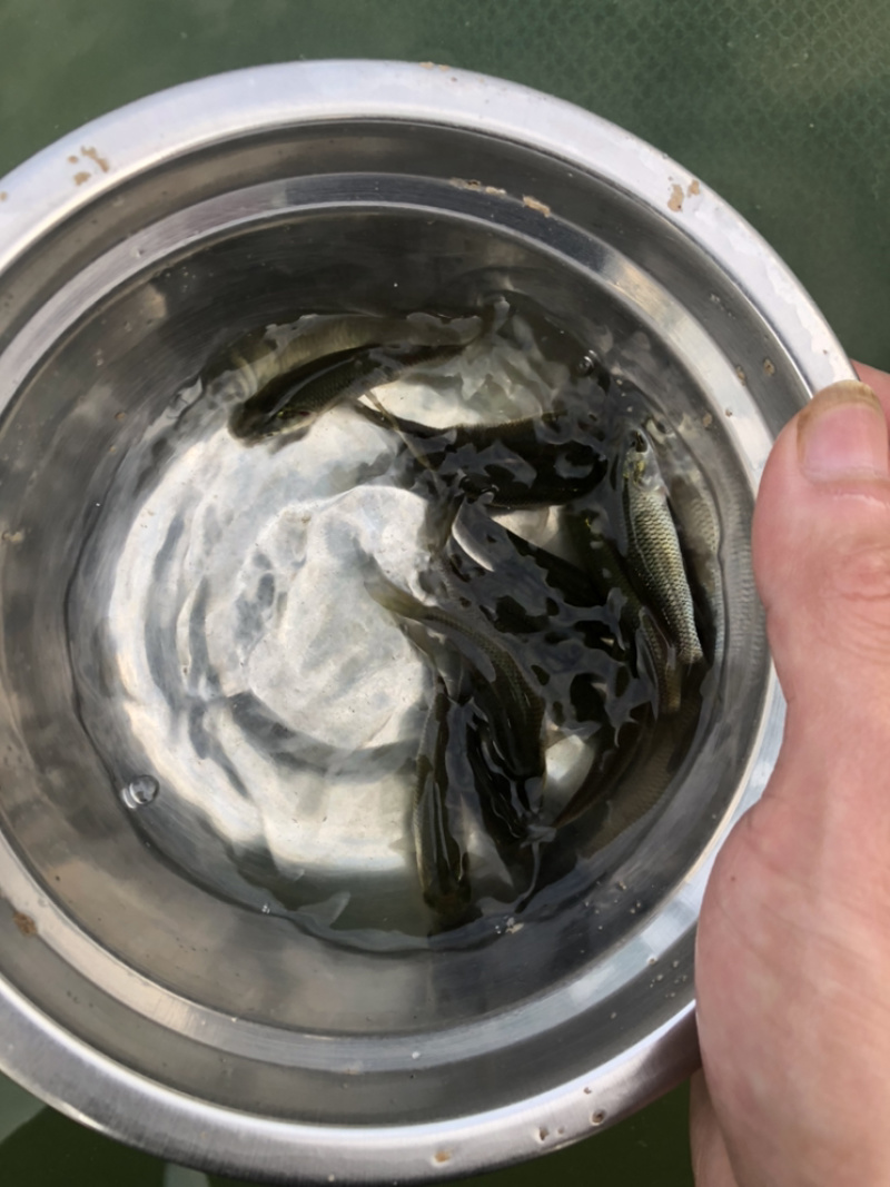草鱼苗鲩鱼苗养殖基地直供