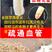 燕麦胚芽米边煮边发芽的神奇谷物燕麦胚芽米5斤装包邮