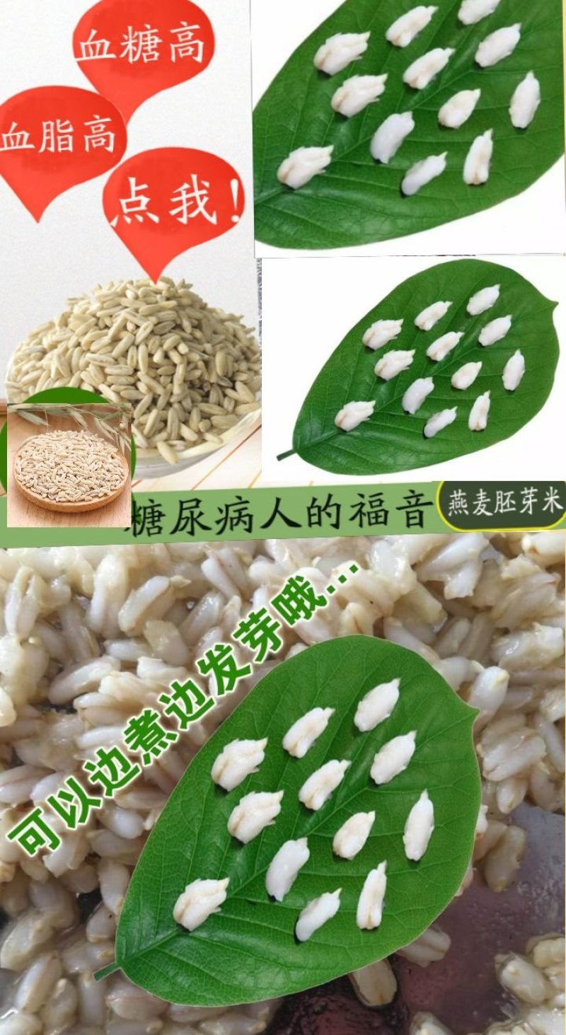 燕麦胚芽米边煮边发芽的神奇谷物燕麦胚芽米5斤装包邮
