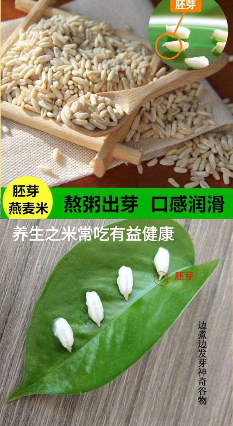 燕麦胚芽米边煮边发芽的神奇谷物燕麦胚芽米5斤装包邮