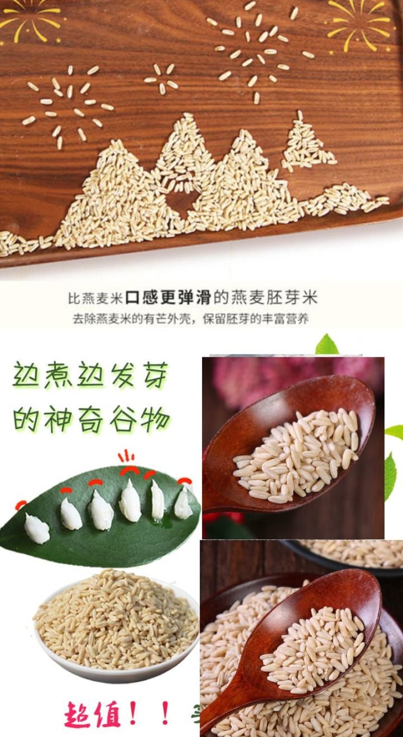燕麦胚芽米边煮边发芽的神奇谷物燕麦胚芽米5斤装包邮