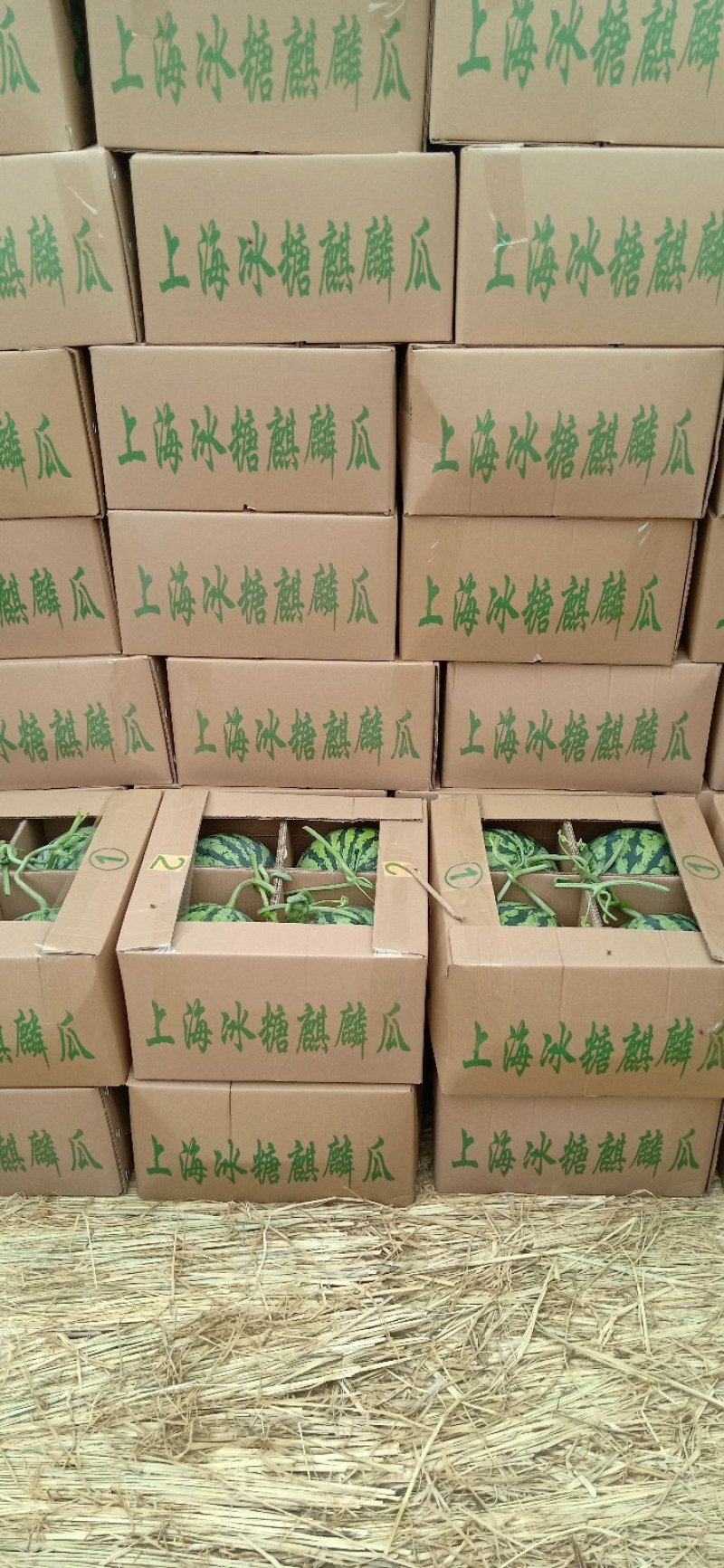 精品麒麟美都842西瓜产地直供大西北瓜质量保证