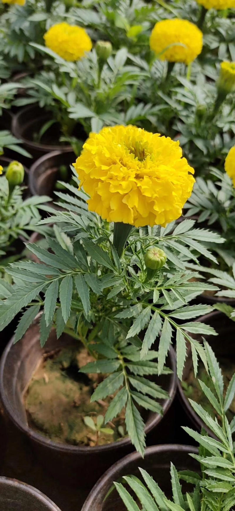 万寿菊，菊花大量供应，质优价廉，全国接单