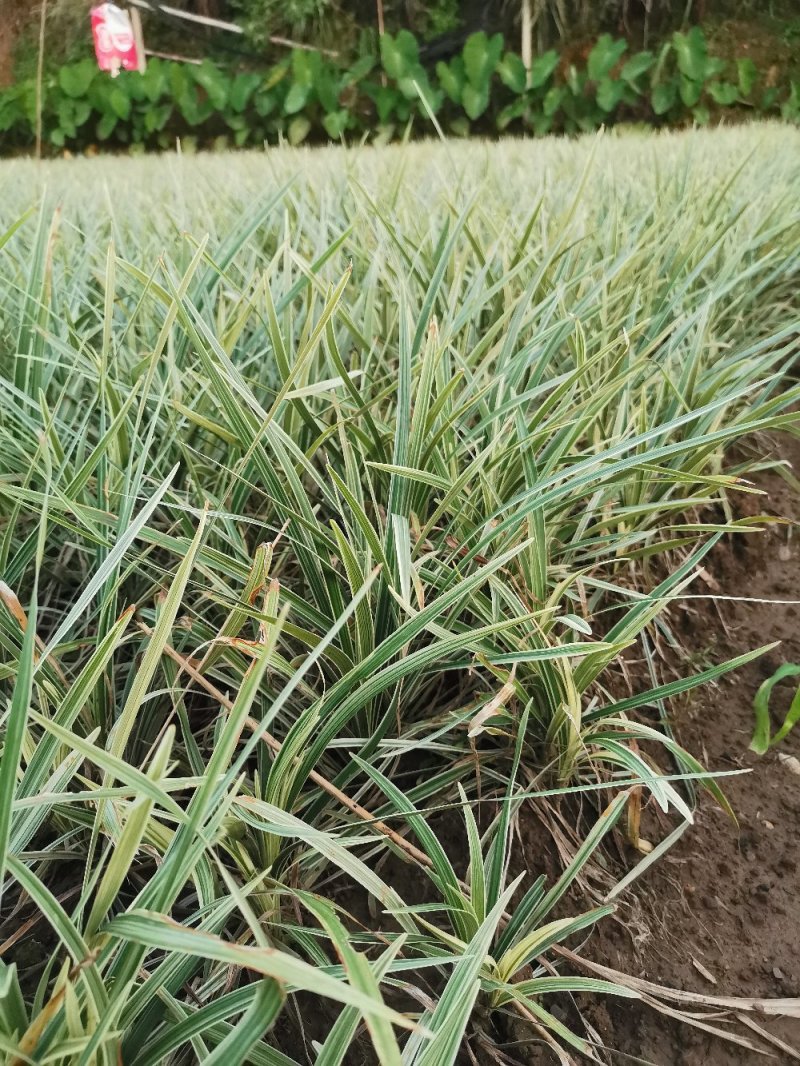 银边草地栽苗绿化工程苗