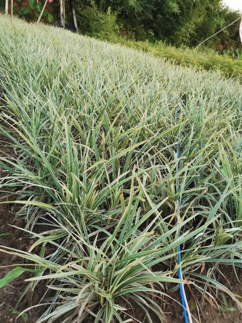 银边草地栽苗绿化工程苗