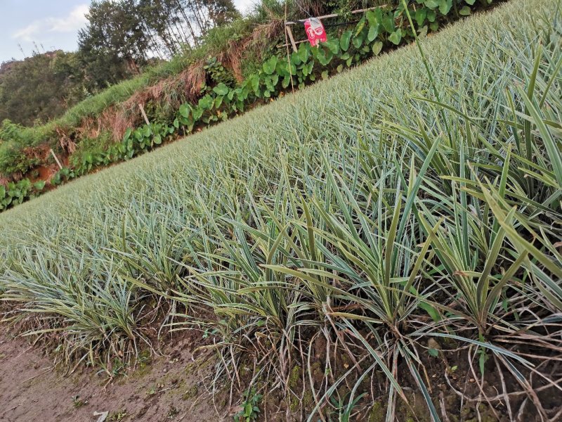 银边草地栽苗绿化工程苗