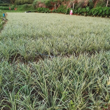 银边草地栽苗绿化工程苗