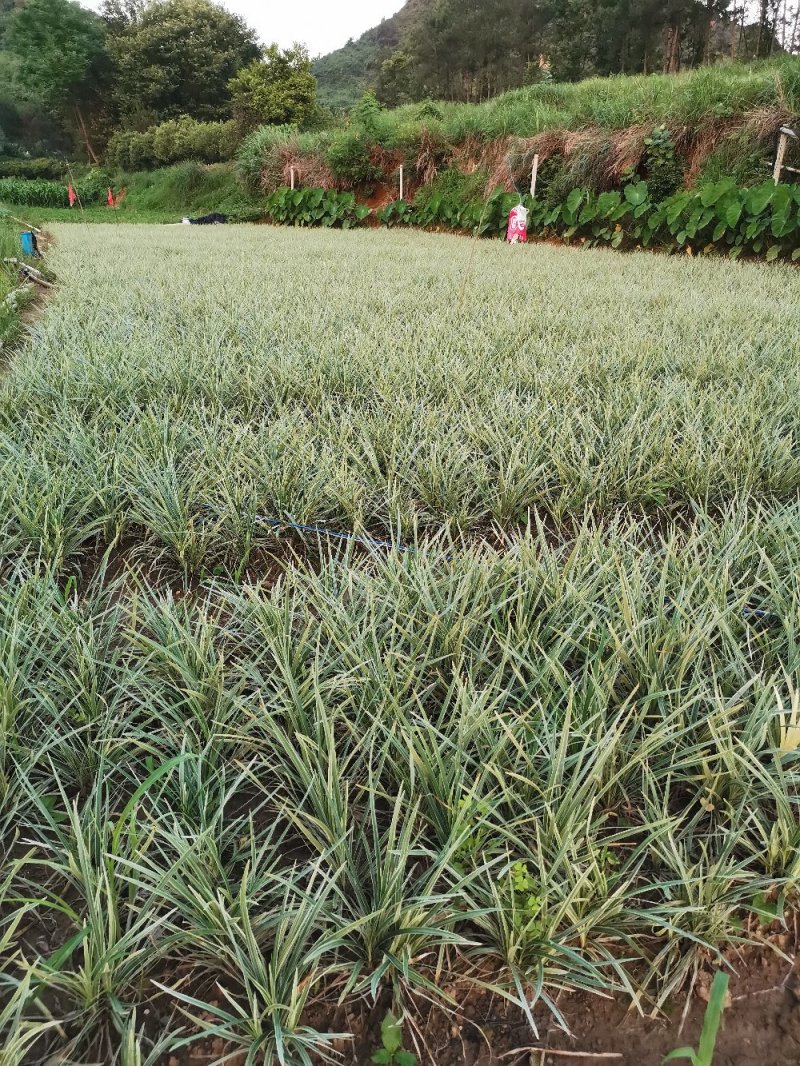 银边草地栽苗绿化工程苗