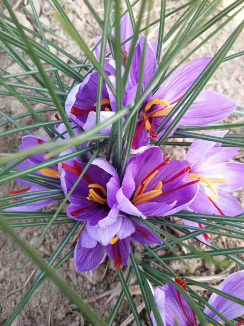 藏红花种苗/藏红花种球/藏红花种子/藏红花苗基地批发价格