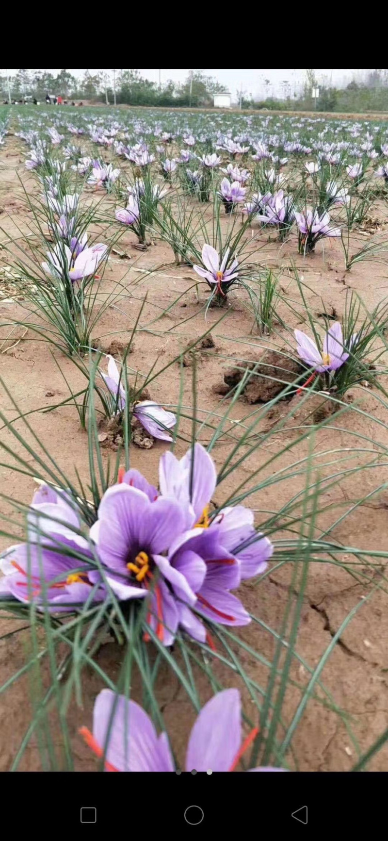 藏红花种苗/藏红花种球/藏红花种子/藏红花苗基地批发价格