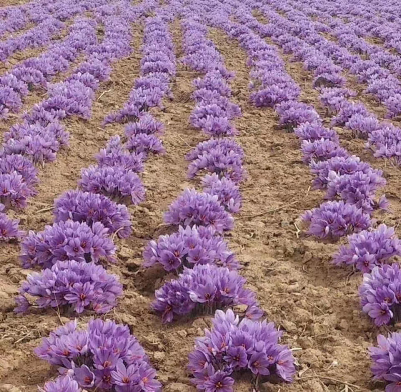 藏红花种苗/藏红花种球/藏红花种子/藏红花苗基地批发价格