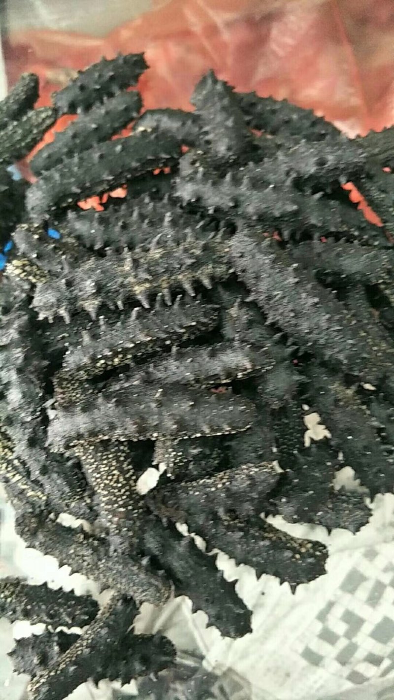 朝鲜干海参