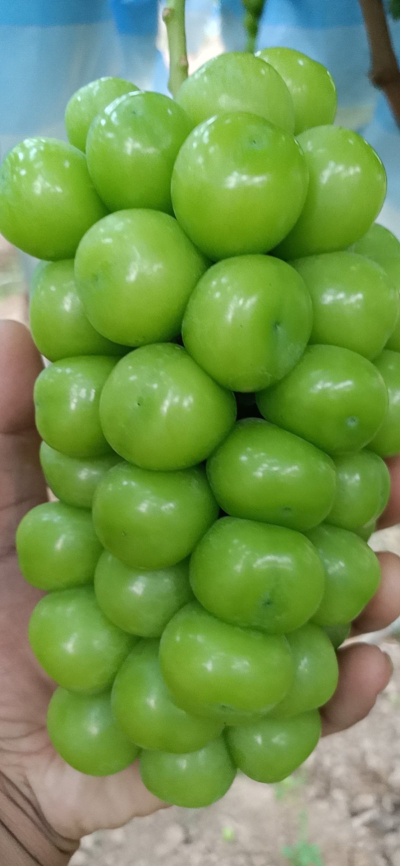 阳光玫瑰葡萄价格陕西阳光玫瑰葡萄阳光玫瑰葡萄产地