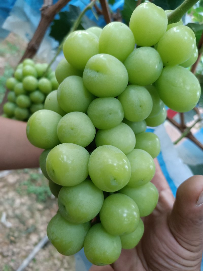 阳光玫瑰葡萄价格陕西阳光玫瑰葡萄阳光玫瑰葡萄产地