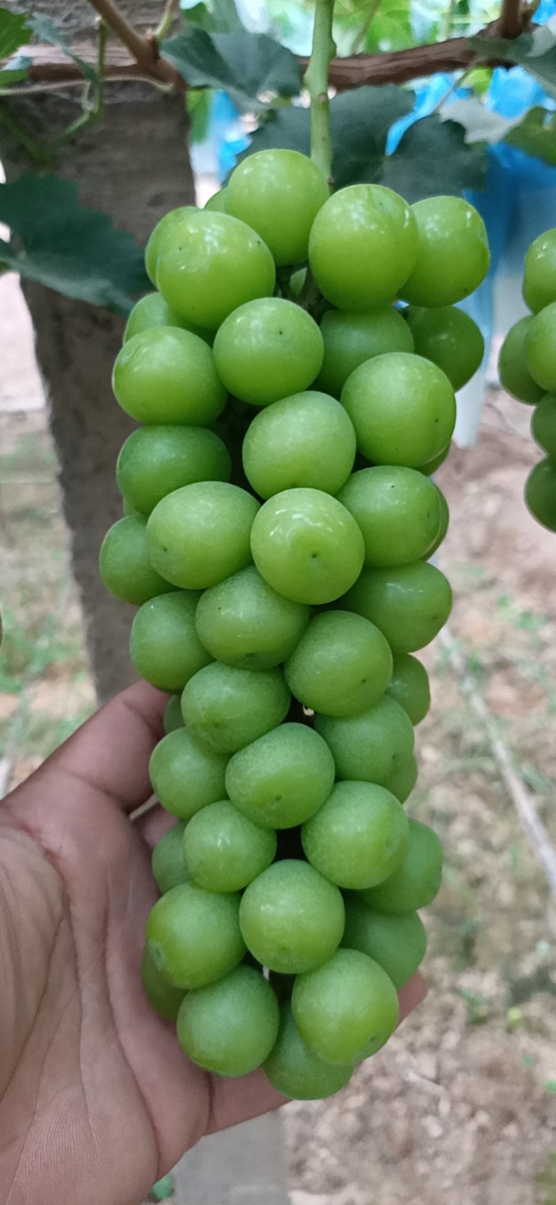 阳光玫瑰葡萄价格陕西阳光玫瑰葡萄阳光玫瑰葡萄产地