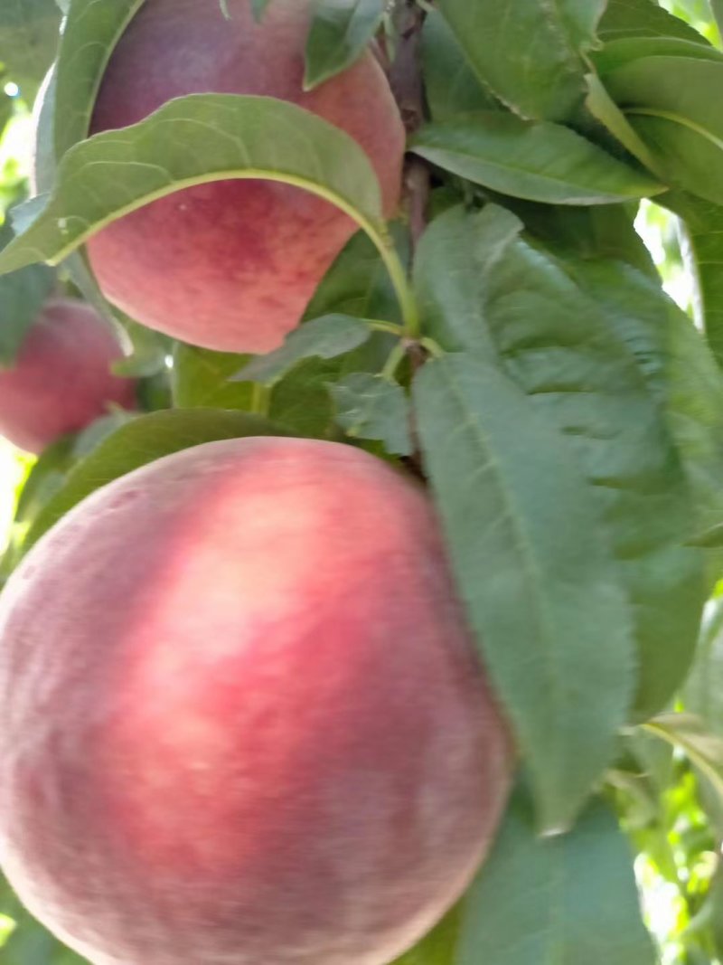 陕西毛桃，郑二毛桃，春雪毛桃，红不软毛桃，水蜜桃