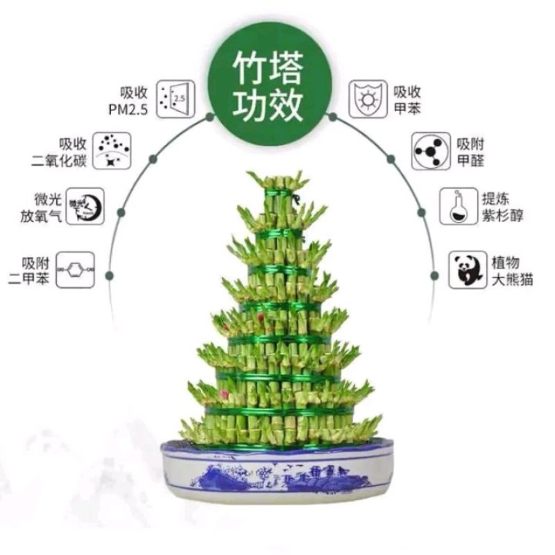 宝塔富贵竹水养竹塔步步高升大竹塔转运竹子客厅大型富贵竹
