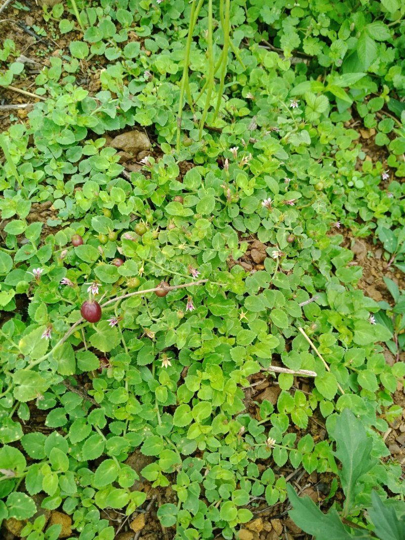 铜锤玉带草，珠珠草，地石榴