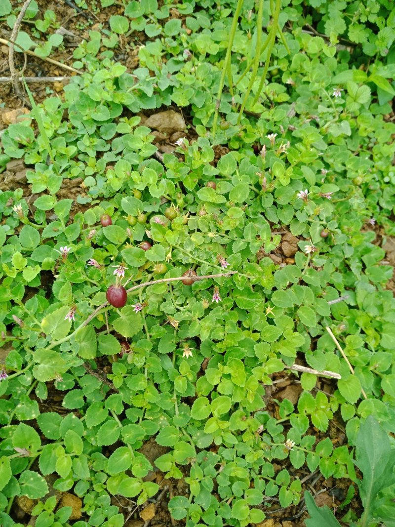 铜锤玉带草，珠珠草，地石榴