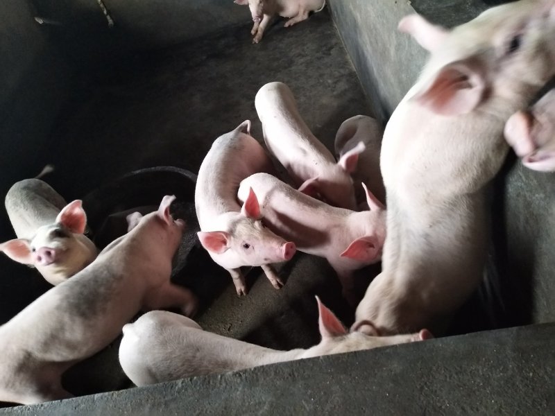 猪场直发仔猪、内外三元，防疫齐全，活泼健康
