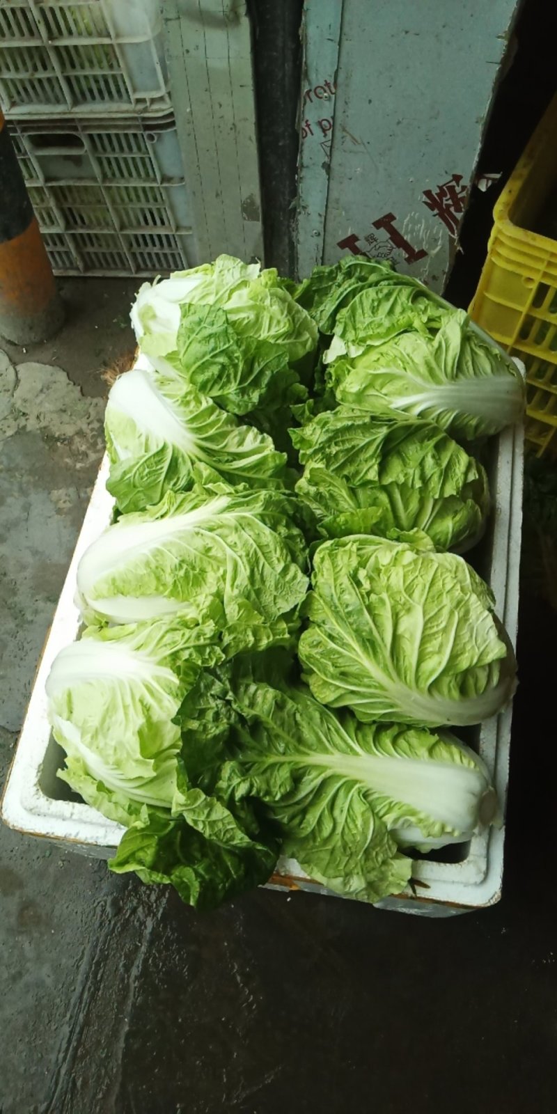 夏阳白菜