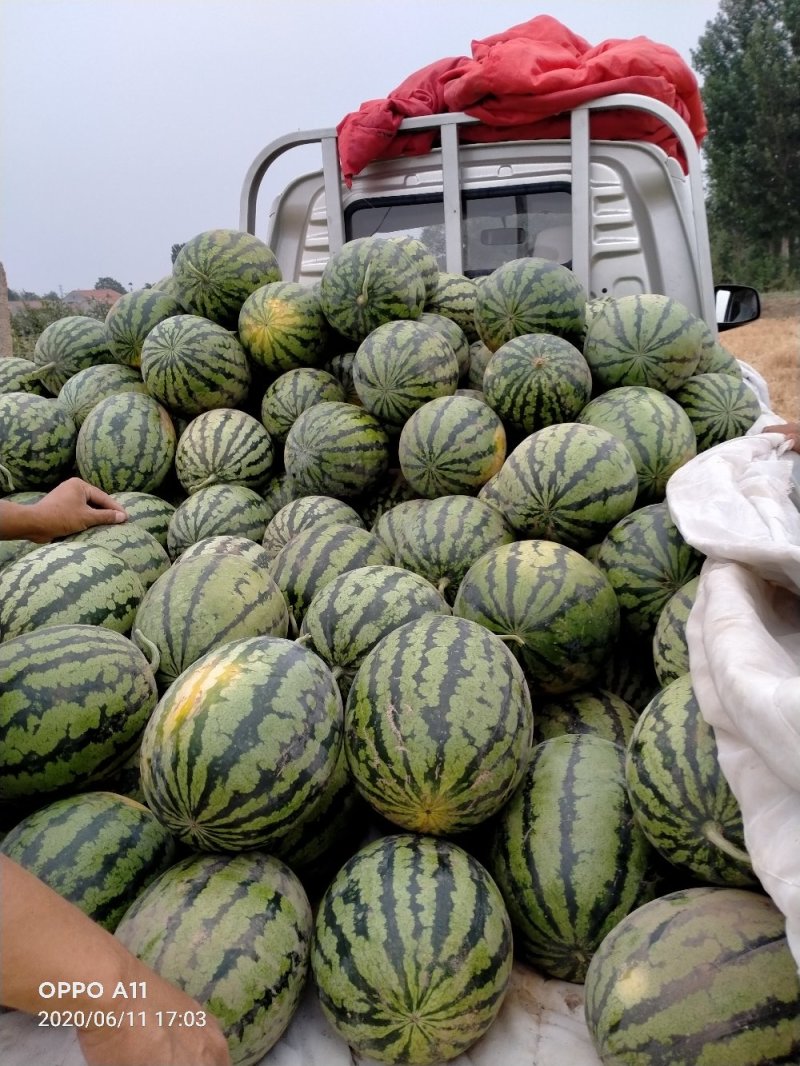 甜王西瓜，大量上市馆陶县众康果品大量供应各种货源