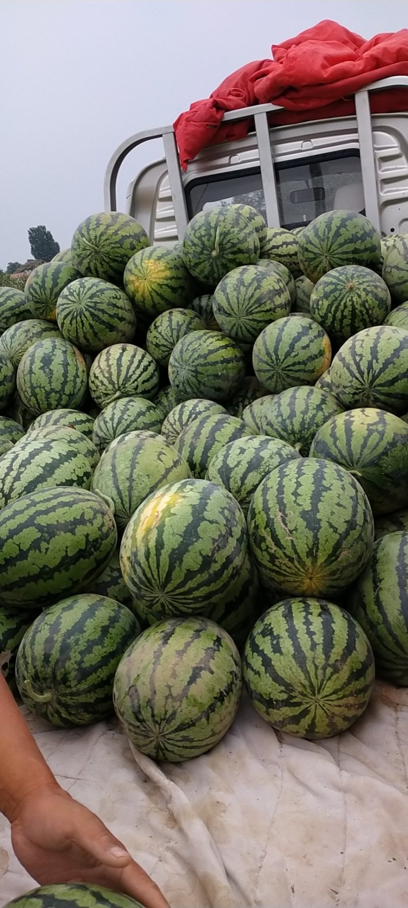 甜王西瓜，大量上市馆陶县众康果品大量供应各种货源