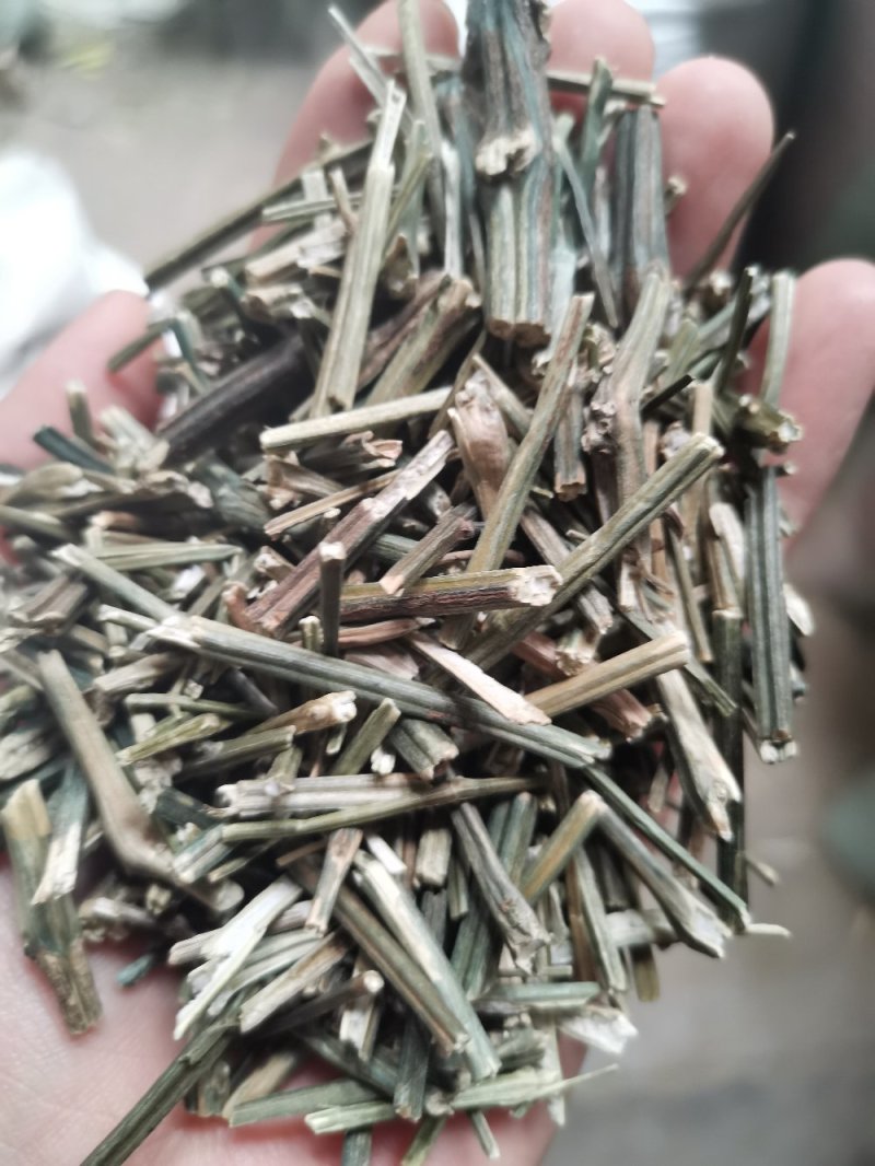 中药材穿心莲无硫熏干净无杂实物拍摄