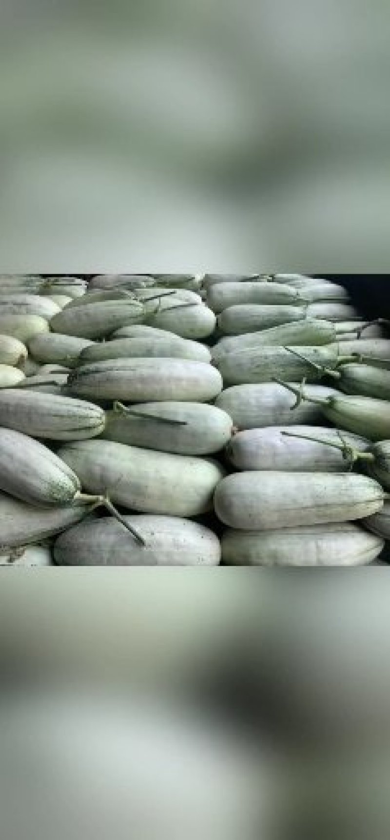 博洋系列甜瓜，博洋61/博洋91/9号实力代收诚信代办