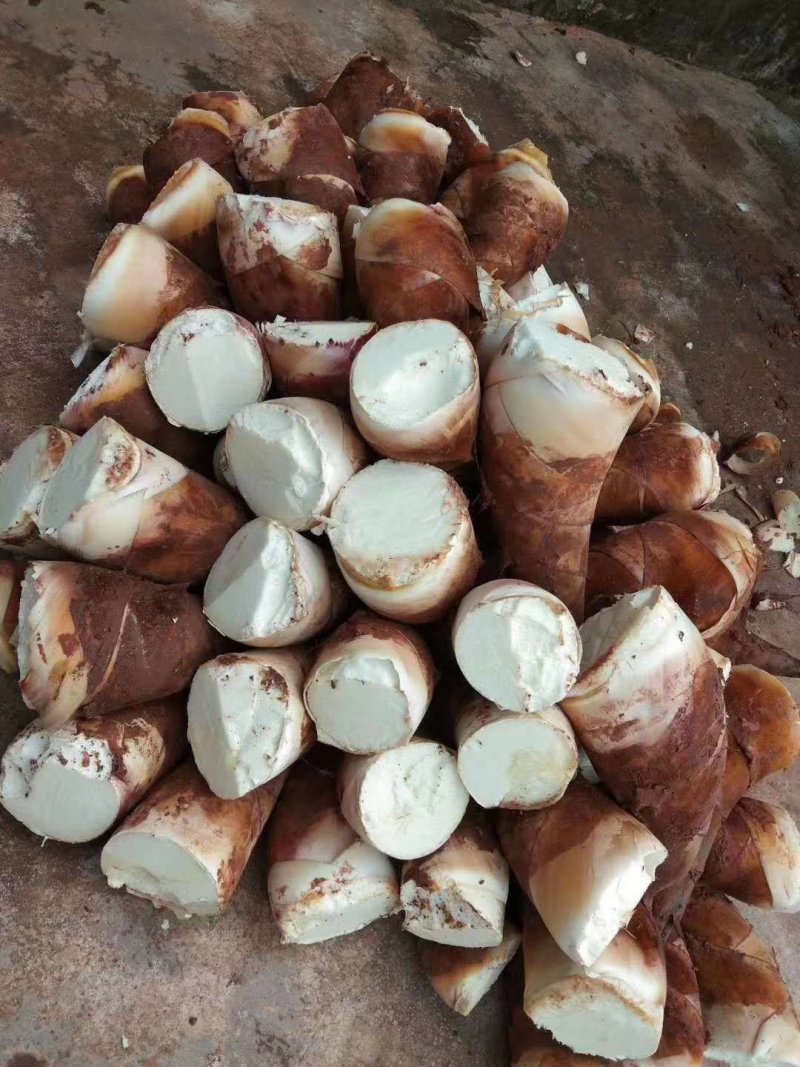 甜笋新鲜甜笋鲜爽甘甜产地直销品质保证量大从优