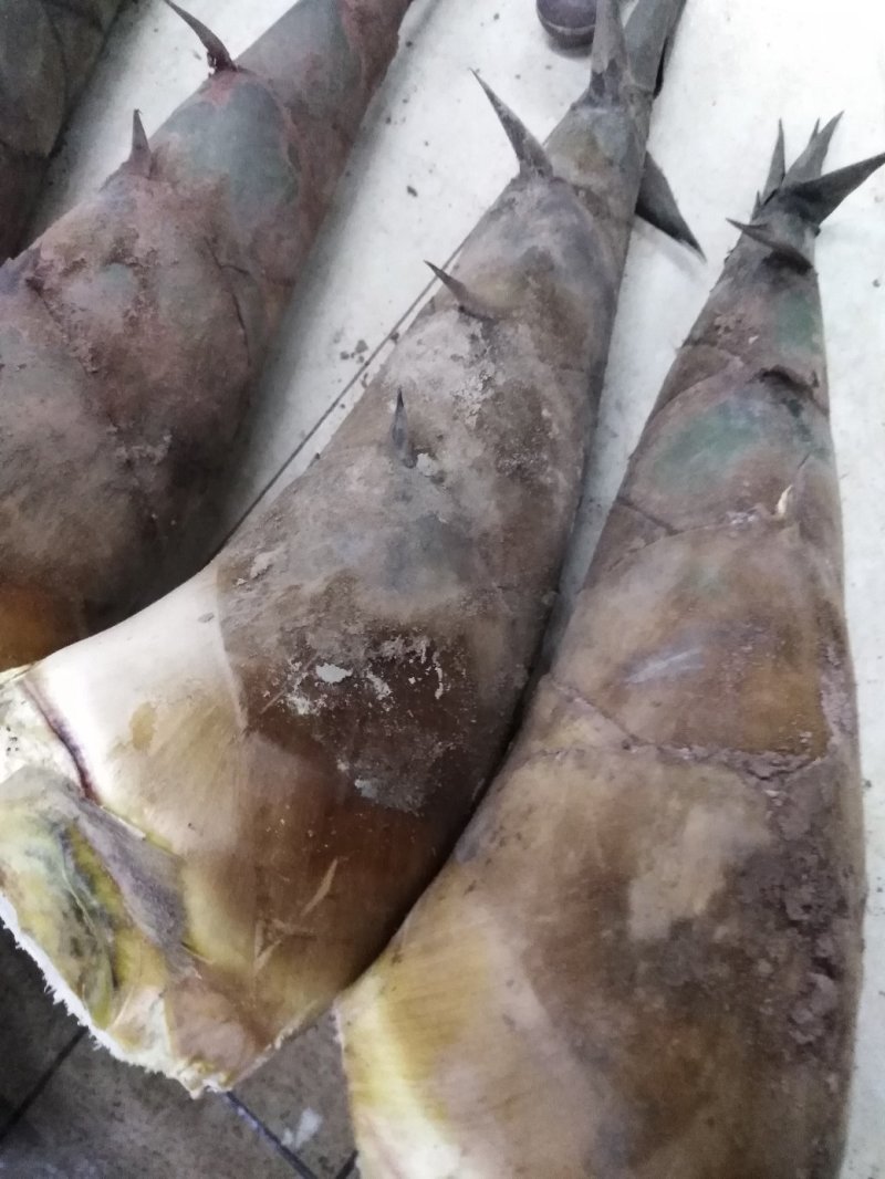 甜笋新鲜甜笋鲜爽甘甜产地直销品质保证量大从优