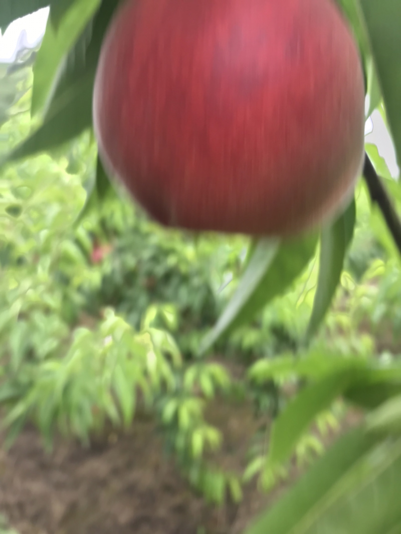 精品突围桃70mm以上大量上市