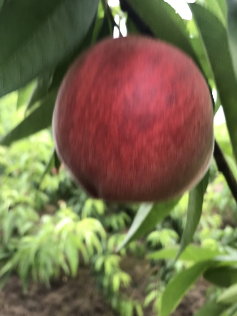 精品突围桃70mm以上大量上市