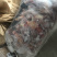 【驴鞭】带宝鞭光杆鞭现货质量好带宝鞭现货