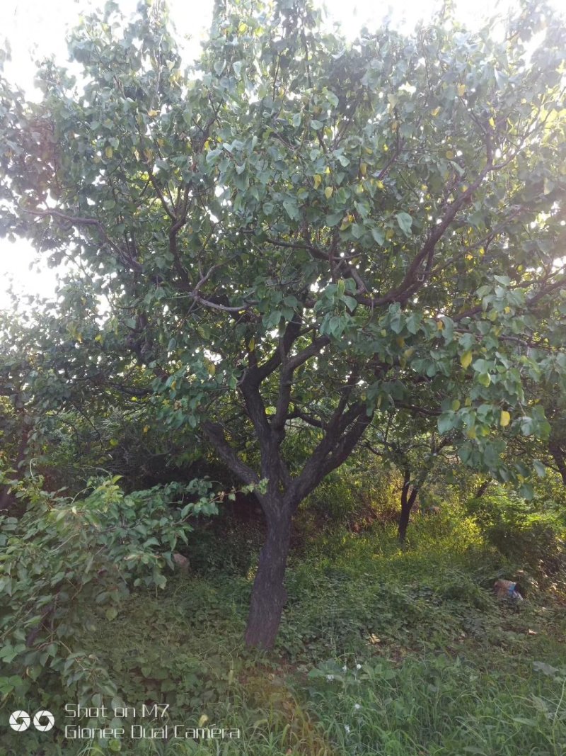 杏树