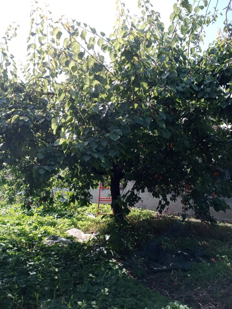 杏树
