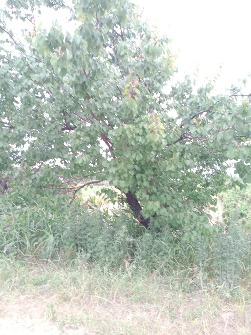 杏树