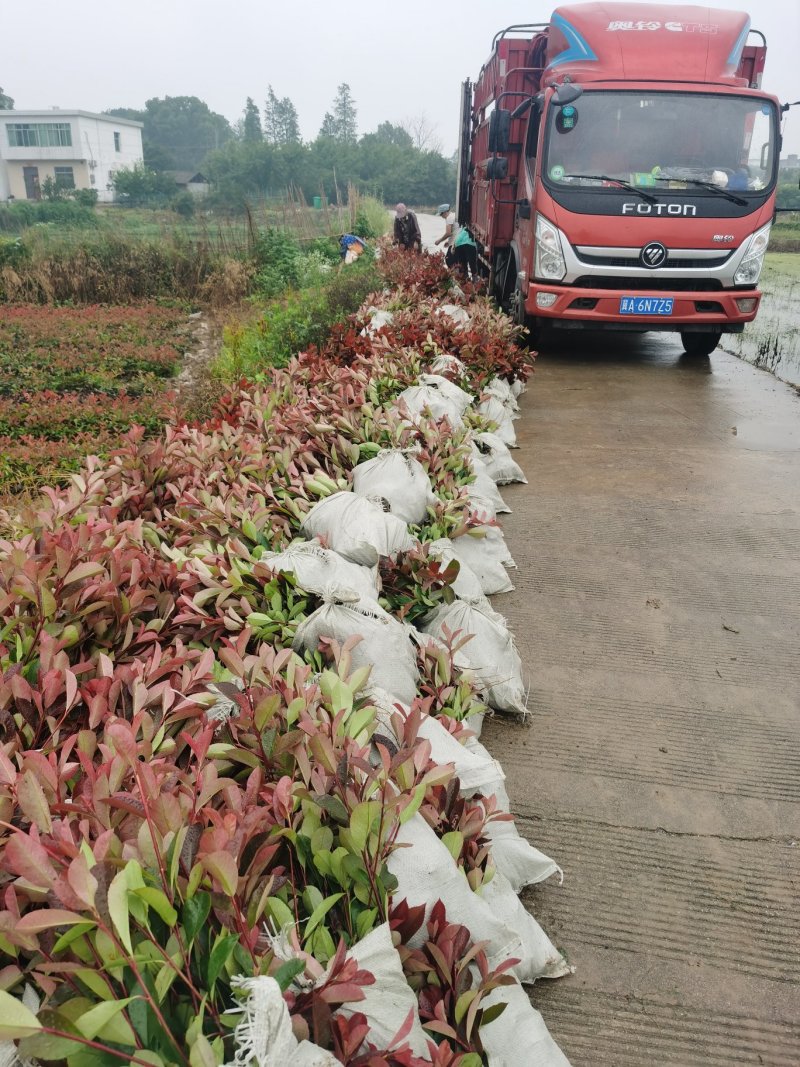 红叶石楠杯苗（容器苗）高度25～50公分