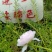 柔粉色太阳花盆栽苗阳台庭院绿植死不了针叶重瓣细叶