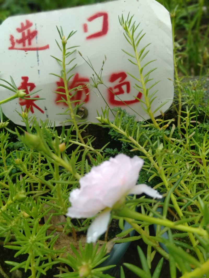 柔粉色太阳花盆栽苗阳台庭院绿植死不了针叶重瓣细叶