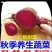 红甜菜根养生蔬菜特色蔬菜红甜菜根5斤包邮