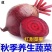 红甜菜根养生蔬菜特色蔬菜红甜菜根5斤包邮