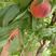 万亩桃园直供特早红、红桃1，2号、突围、美佳、美翠