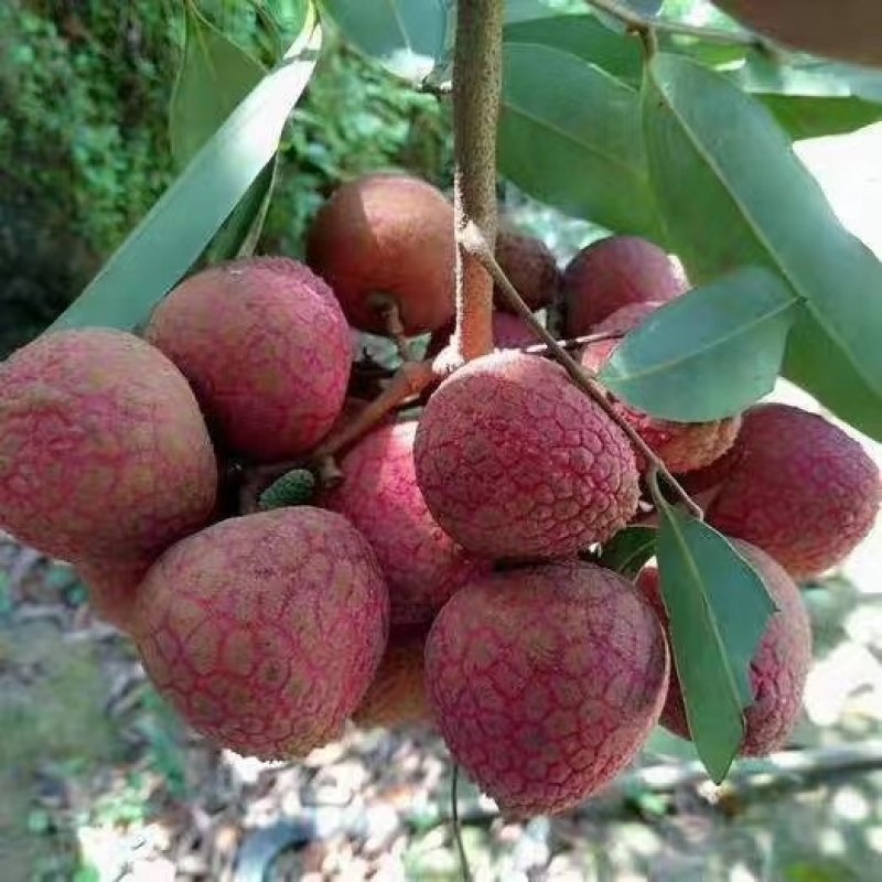 广东荔枝