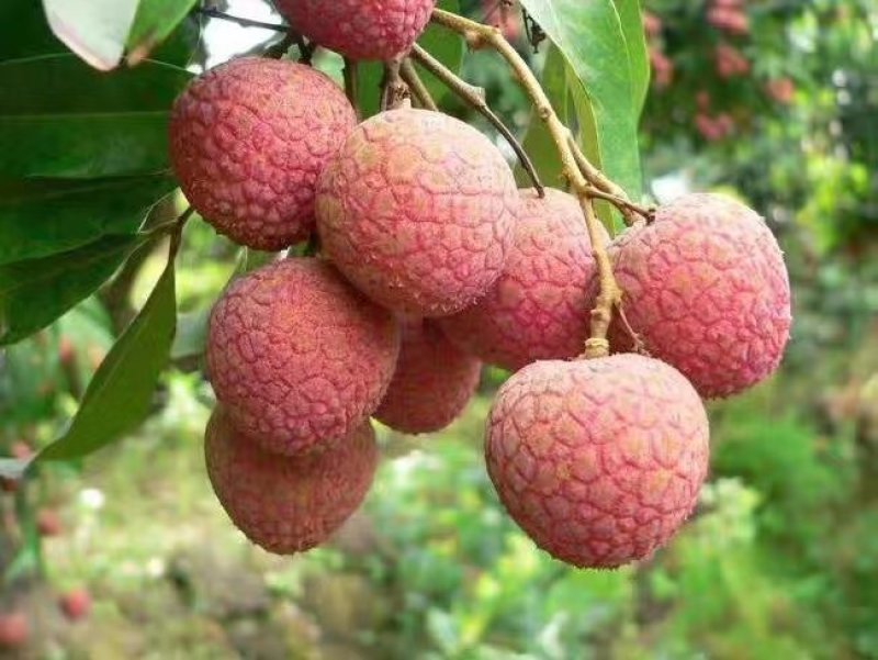 广东荔枝