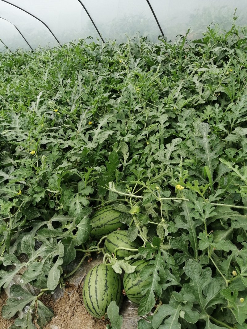 美都8424大红瓤/口口脆大量上市